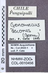 Etikette zu Elater decorus (NHMW-ZOO-COL-0010456)